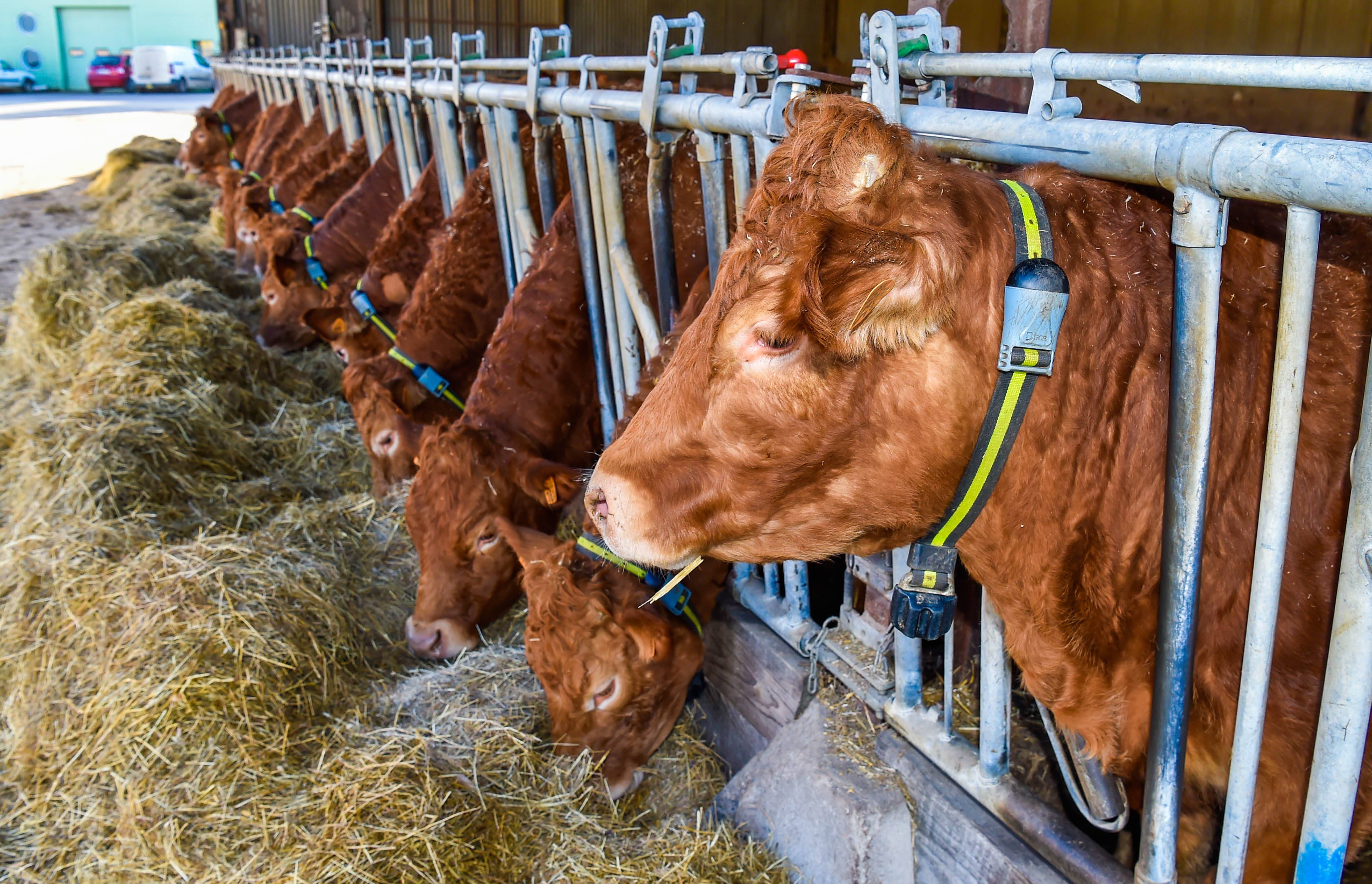 COWnect : les vaches connectées Limousines